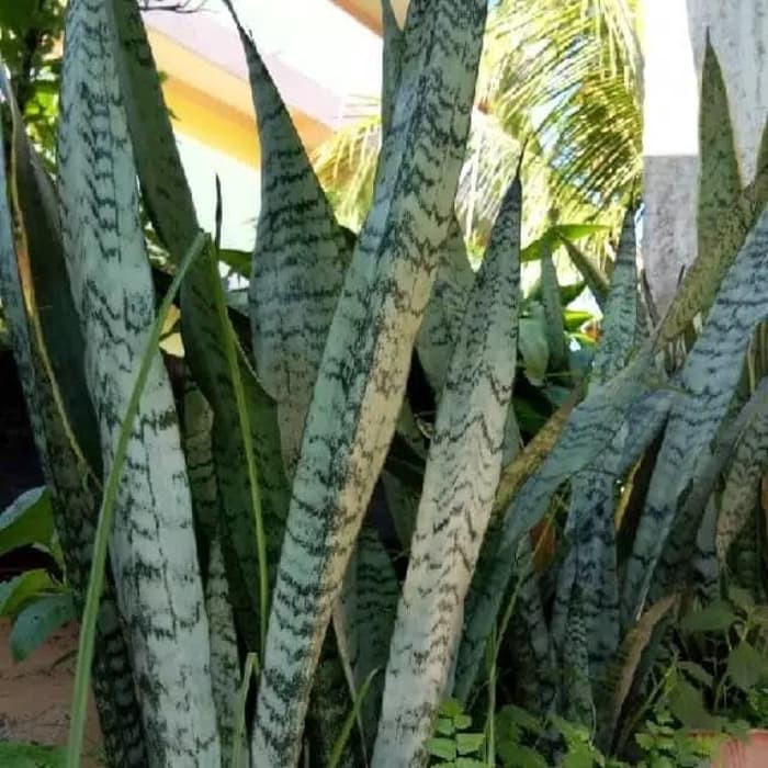Jual Tanaman hias sansivera hijau - tanaman sansevieria lidah mertua ...