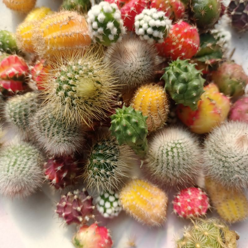 Jual bibit potelan kaktus rendom 20pcs di kitrim rendom | Shopee Indonesia