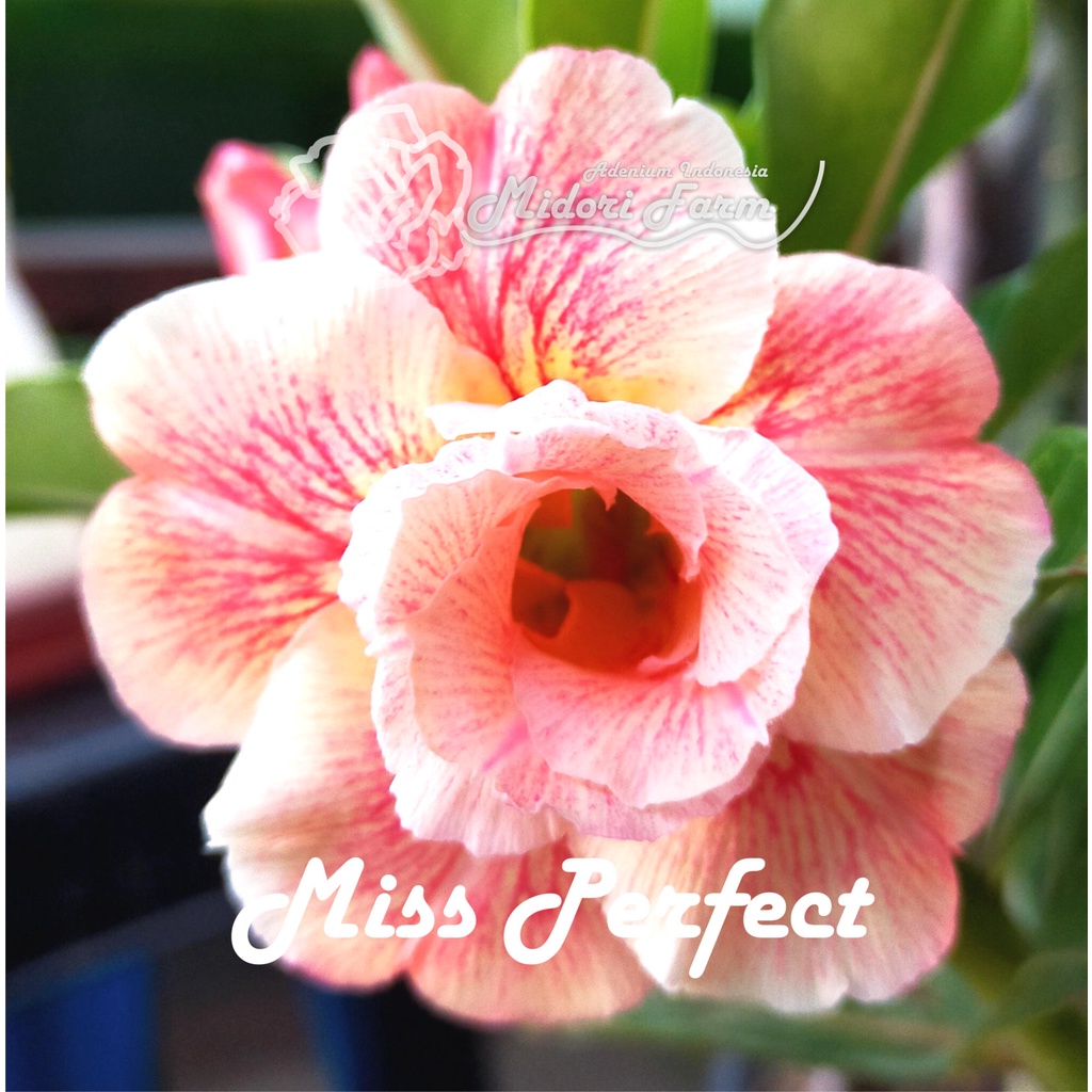 Jual Adenium Grafting/Sambungan Bunga Tumpuk MISS PERFECT Size A ...