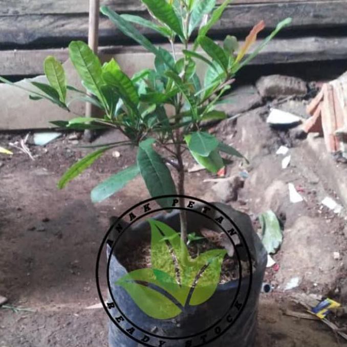 Jual Time Bibit Pohon Magic Fruit/Tanaman Buah Ajaib Magic Fruit ...