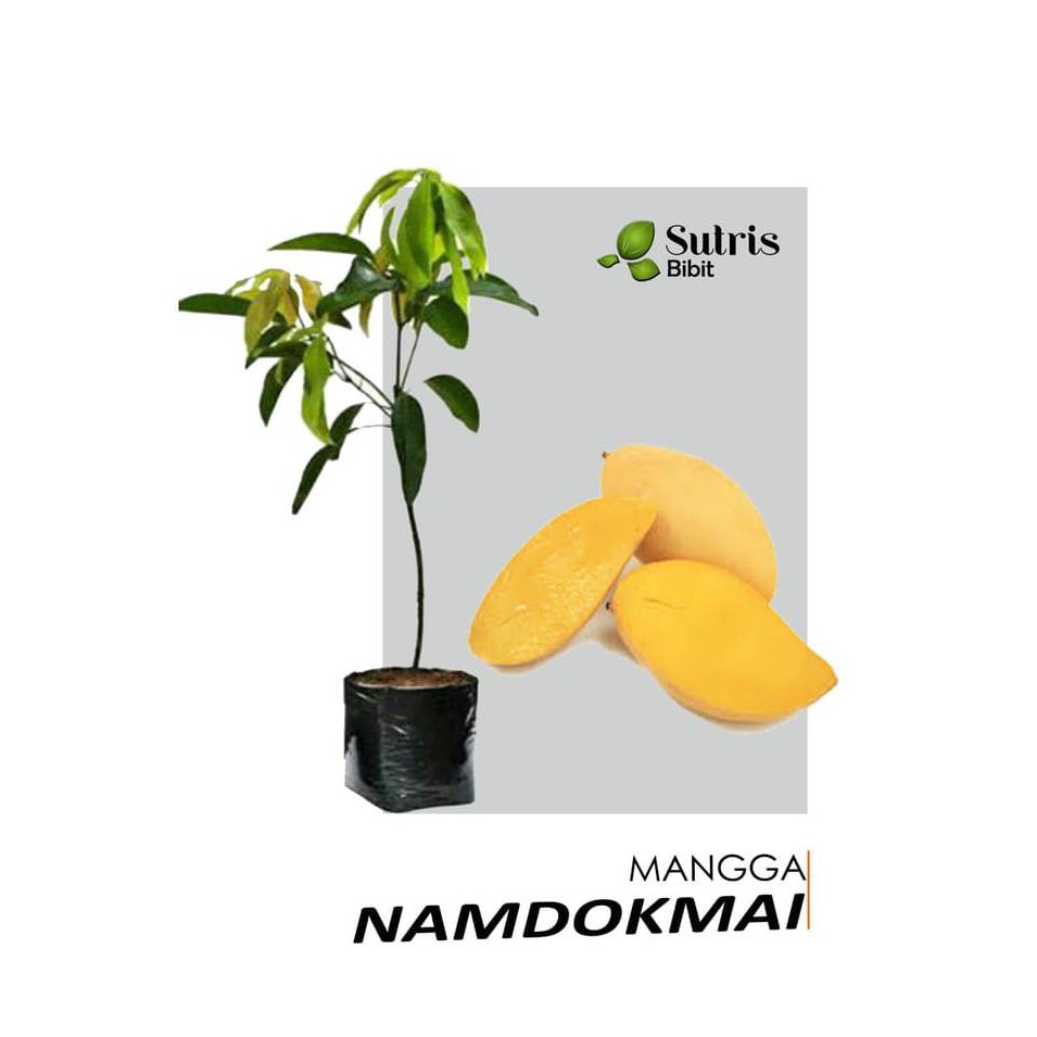 Jual Bibit Tanaman Pohon Buah Mangga Nam Doc Mai Golden **^ | Shopee ...