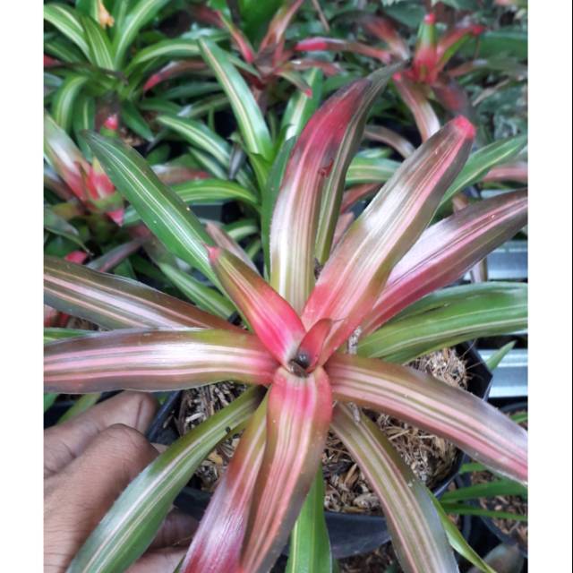 Jual Tanaman Hias Bromelia TriColor - Bromelia Three Color - Tanaman ...