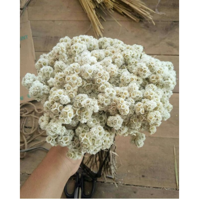 Jual Bunga Edelweis Terlengkap & Harga Terbaru Juli 2026 | Shopee Indonesia