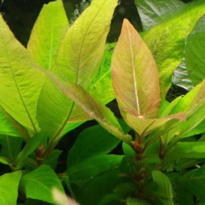 Jual Hygrophila Compacta tanaman stemplant aquascape | Shopee Indonesia