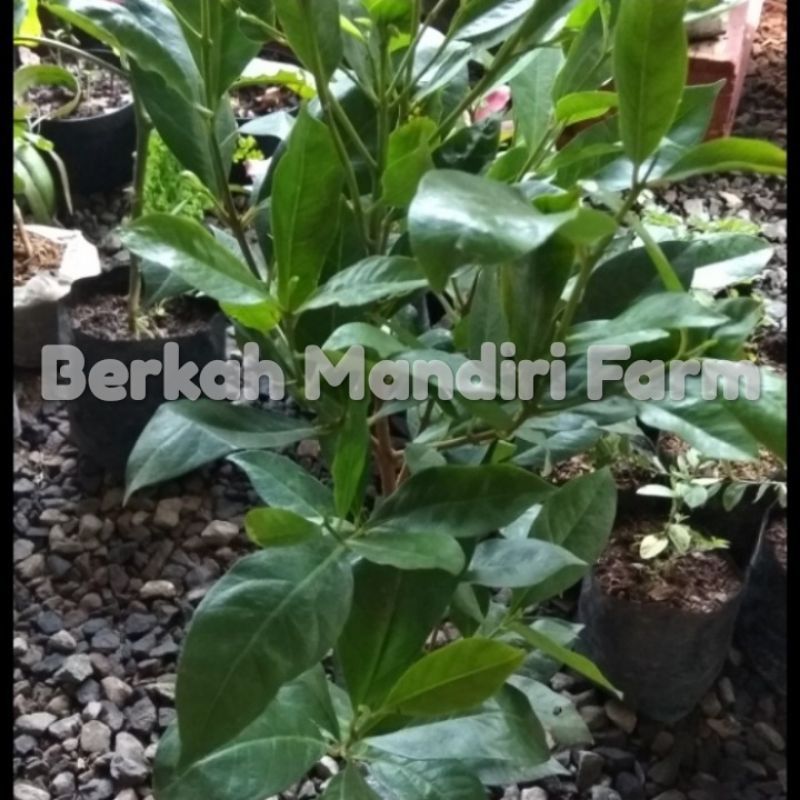 Jual Daun Salam - Bibit Tanaman Daun Salam | Shopee Indonesia