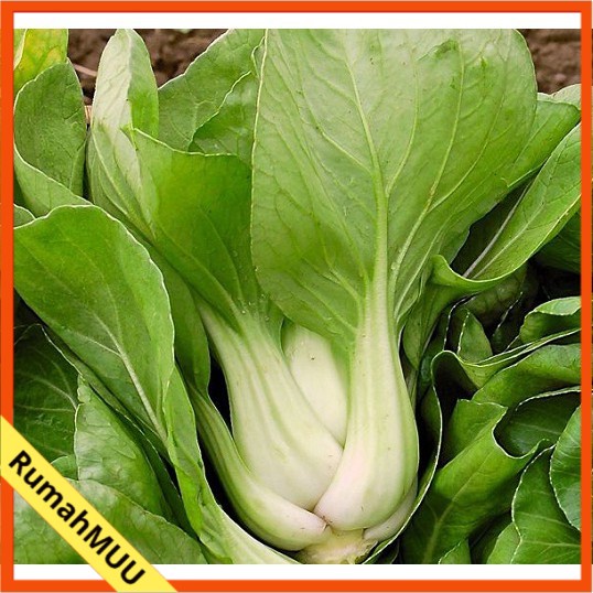 Jual Isi Benih Bibit Pak Choi Putih Sawi Sendok Hidroponik Dan Berkebun Rumahmuu Shopee