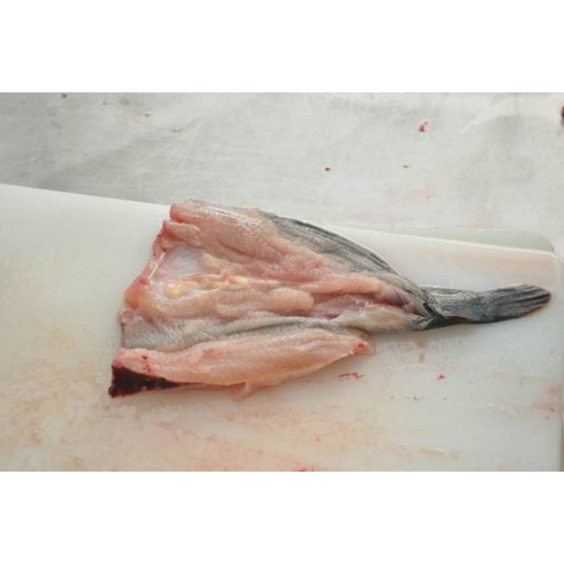 Jual IKAN LELE FILLET - 500 GR | Shopee Indonesia
