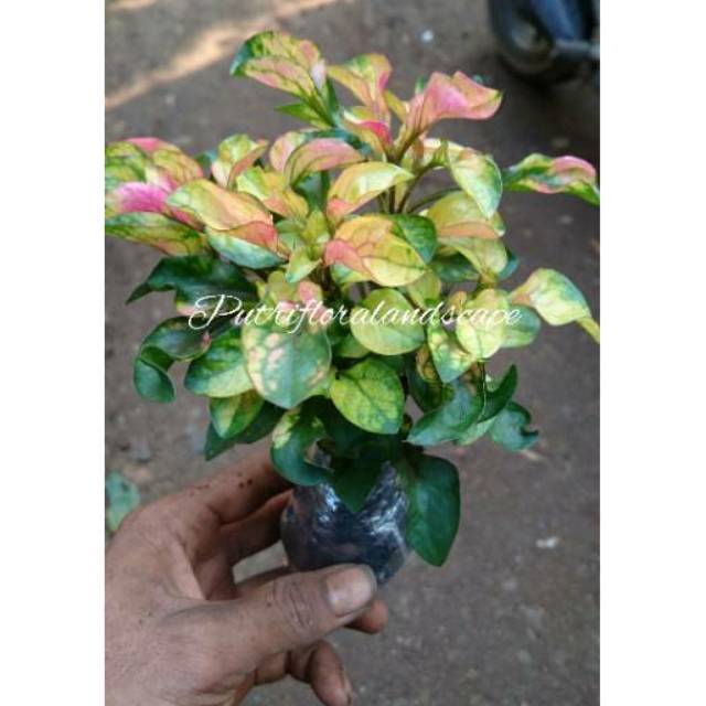 Jual tanaman hias kerokot tri color-kerokot merah | Shopee Indonesia