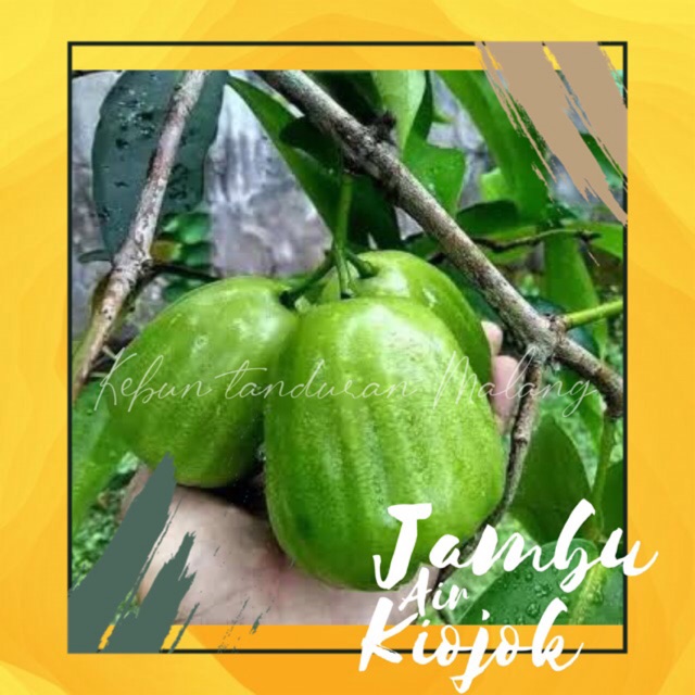 Jual Bibit Buah Jambu Air Khio Jok Jambu Khiojok Kiojok Tinggi 60cm Siap Tanaman Shopee Indonesia 2083