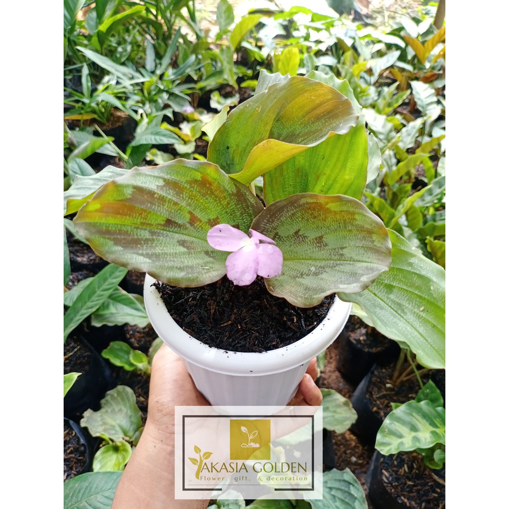 Jual Tanaman Hias Calathea Merak Kencur Shopee Indonesia