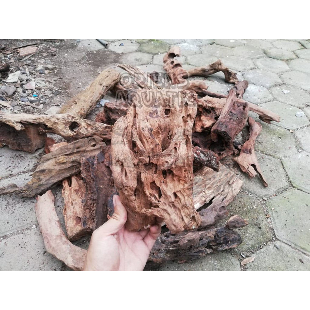 Jual Kayu Rentek / Akar Driftwood Aquascape Paludarium Aquarium ...