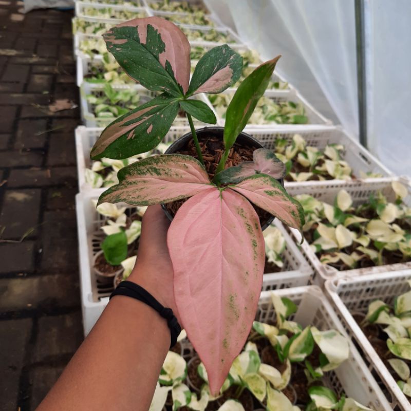 Jual Syngonium Pink Splash Tanaman Hias Syngonium Pink Splash Murah