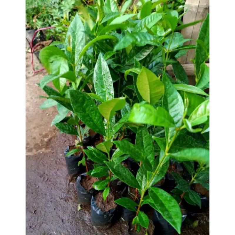 Jual Tanaman Daun Salam, Daun Salam | Shopee Indonesia