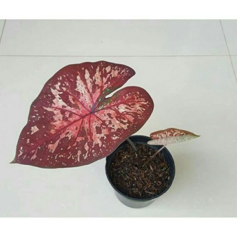 Jual tanaman hias umbi caladium hybrid btik merah keladi hias | Shopee ...
