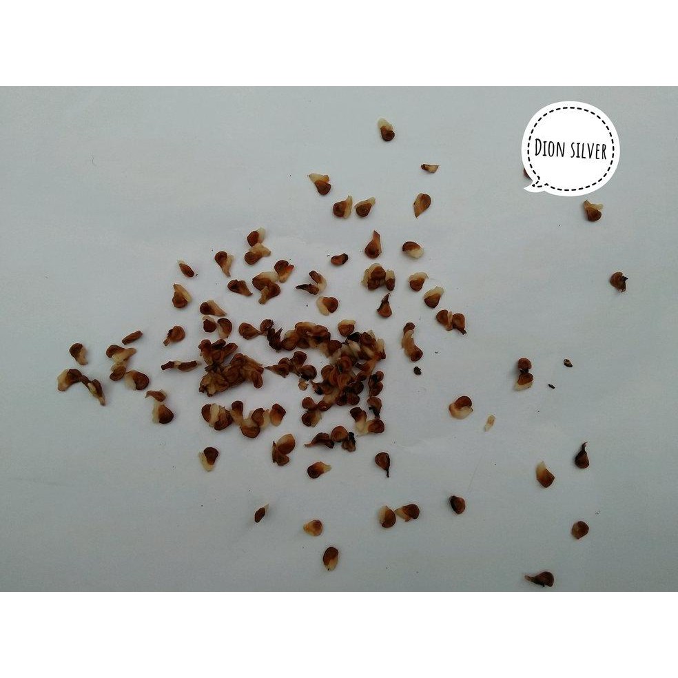 Jual Biji Benih Biji Buah Kecubung Wulung R Shopee Indonesia