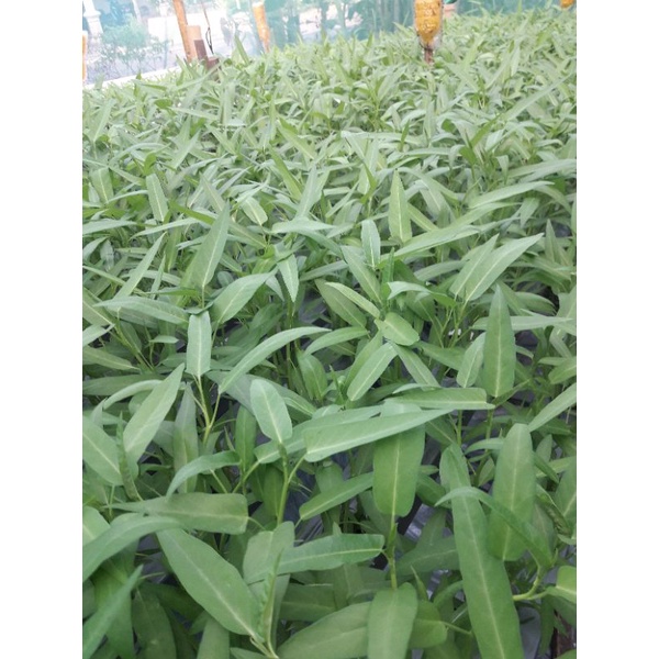 Revolusi Hijau di Ujung Jari: Menggali Potensi Jual Sayur Hidroponik Online