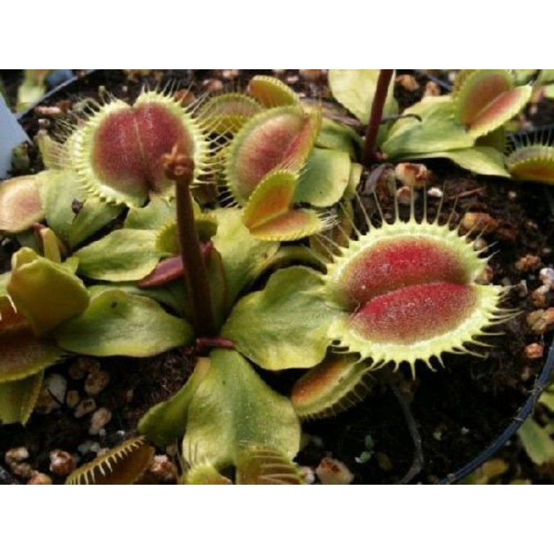 Jual Venus Fly Trap Monkey Ass Tanaman Pemakan Serangga | Shopee