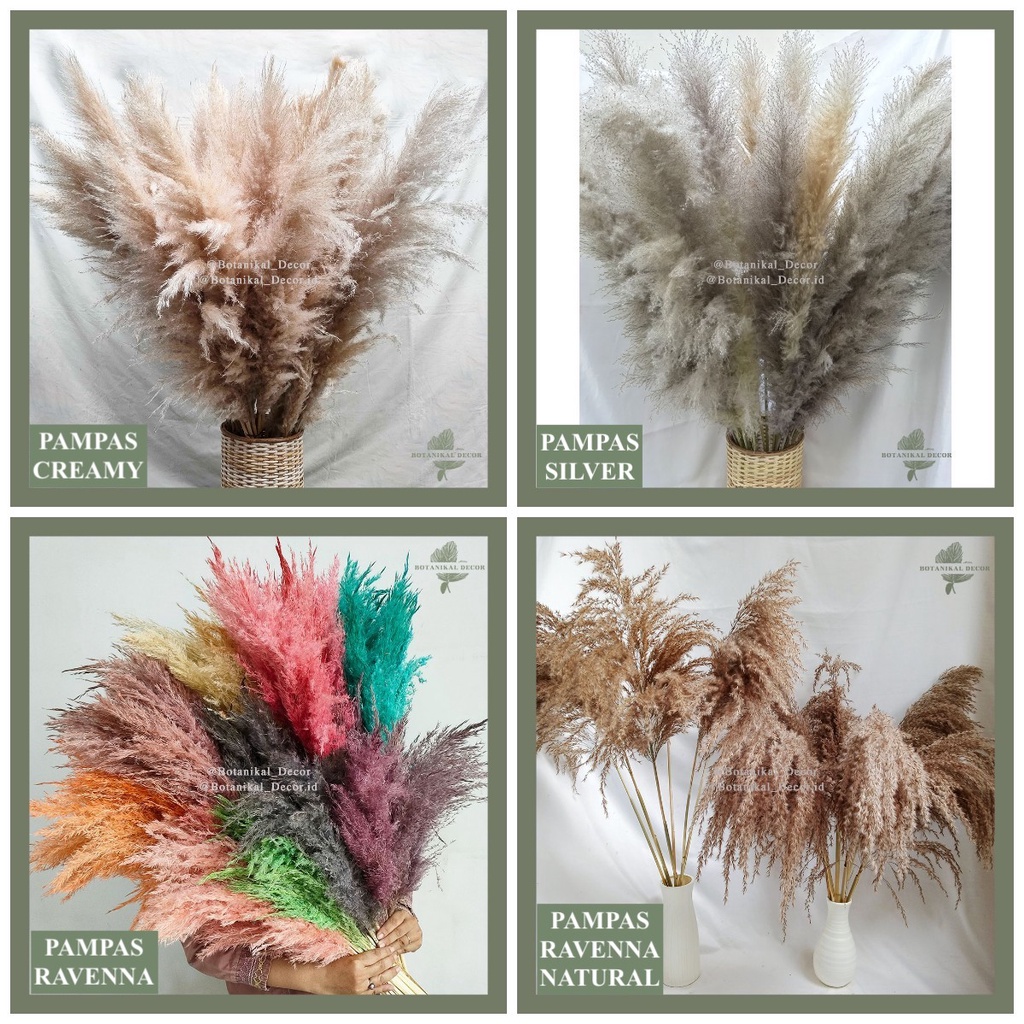 Jual Dried Flower Pampas Grass Rustic Tanaman Bunga Kering Rumput Bulu ...