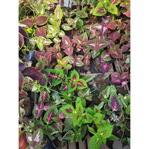 Jual Miana Tanaman Hias Bunga Langka Pohon Coleus Merah Daun Miana ...
