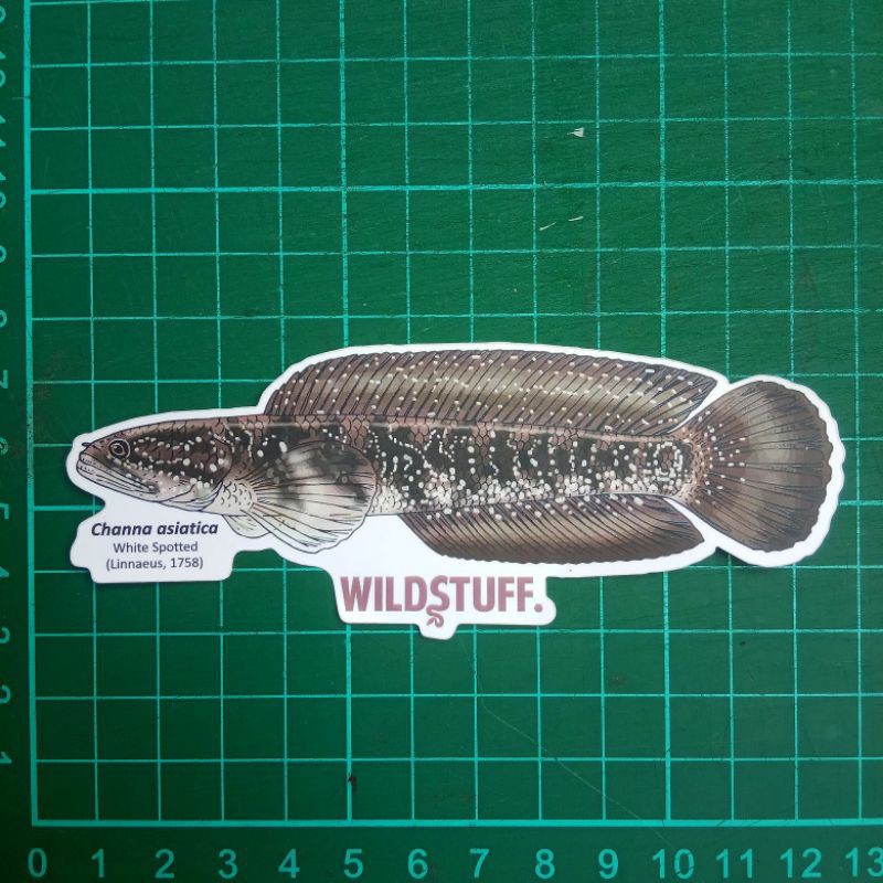 Jual Sticker Wildstuff Original Channa asiatica white spotted | Shopee ...