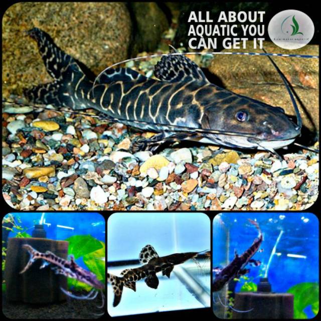 Jual Ikan peruno catfish untuk aquarium | Shopee Indonesia