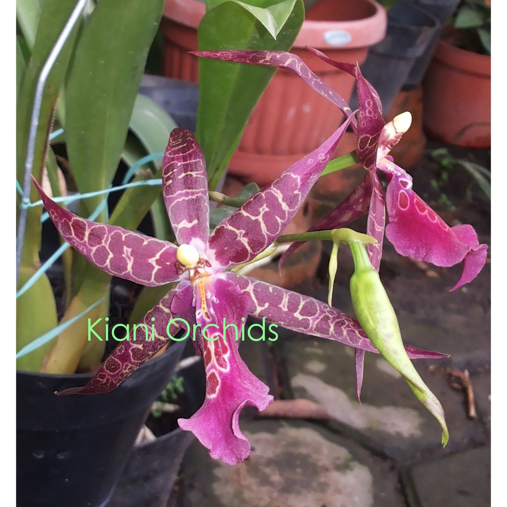 Jual Anggrek Oncidium Aliceara Sunday Best Remaja MURAH | Shopee Indonesia