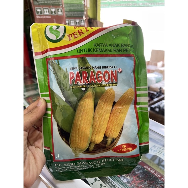 Jual Benih Jagung Manis Hibrida F1 Paragon Bibit Jagung Manis Hibrida