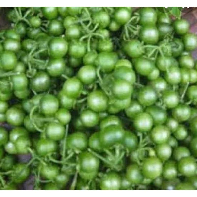 Jual lunca segar 250grm | Shopee Indonesia