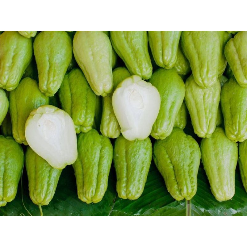 Jual Labu siam muda besar | Shopee Indonesia