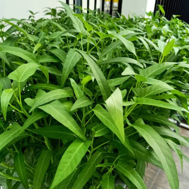 [BELI 2 Lebih Murah] 300 Biji - Benih KANGKUNG DAUN LEBAR, Bibit Kangkung Unggul - Biji Sayuran Kangkung Cabut Hidroponik Dan Media Tanah Polybag