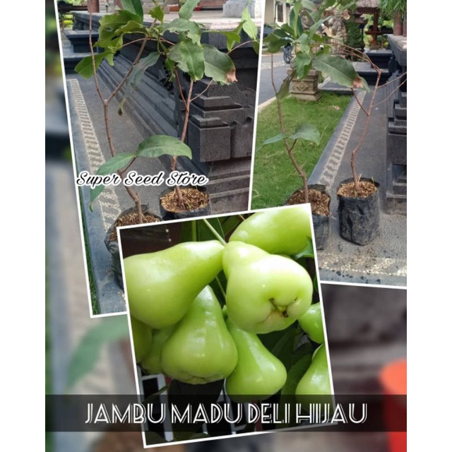 Jual Bibit Jambu Air Madu Deli Hijau (MDH) | Shopee Indonesia