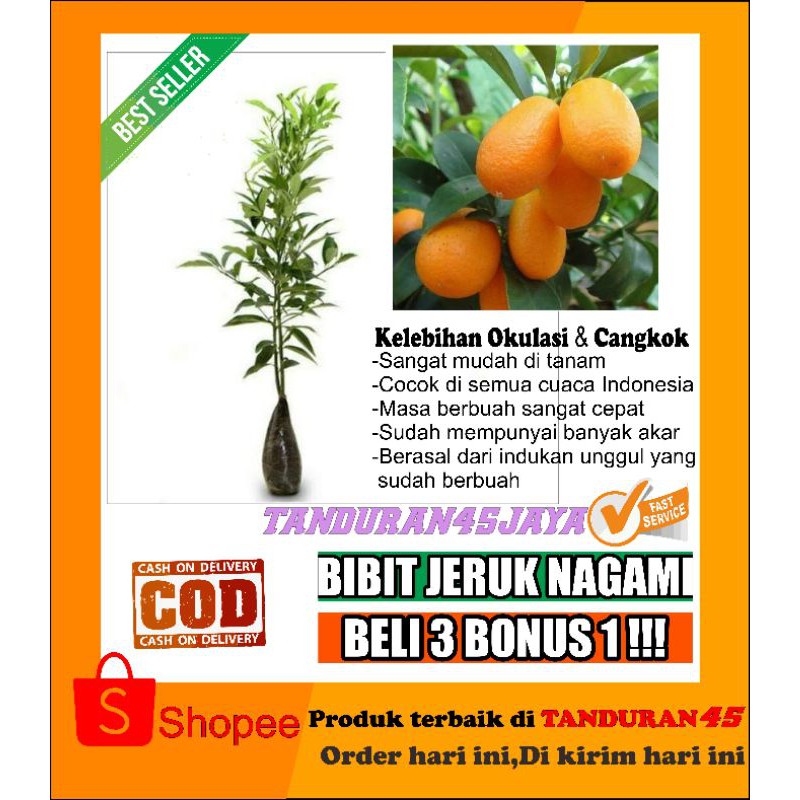 Jual Paket 3 Bibit Jeruk Nagami Super Shopee Indonesia