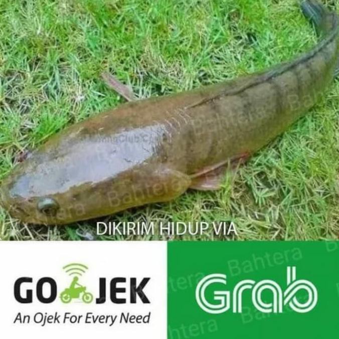 Jual Ikan Gabus Hidup Untuk Konsumsi 1 Kg Isi 2 3 Ready~stok Shopee Indonesia