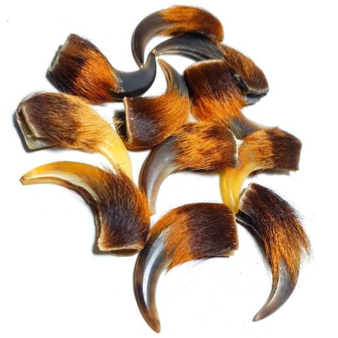 Jual SOUVENIR KUKU MACAN KOLEKSIAN | Shopee Indonesia