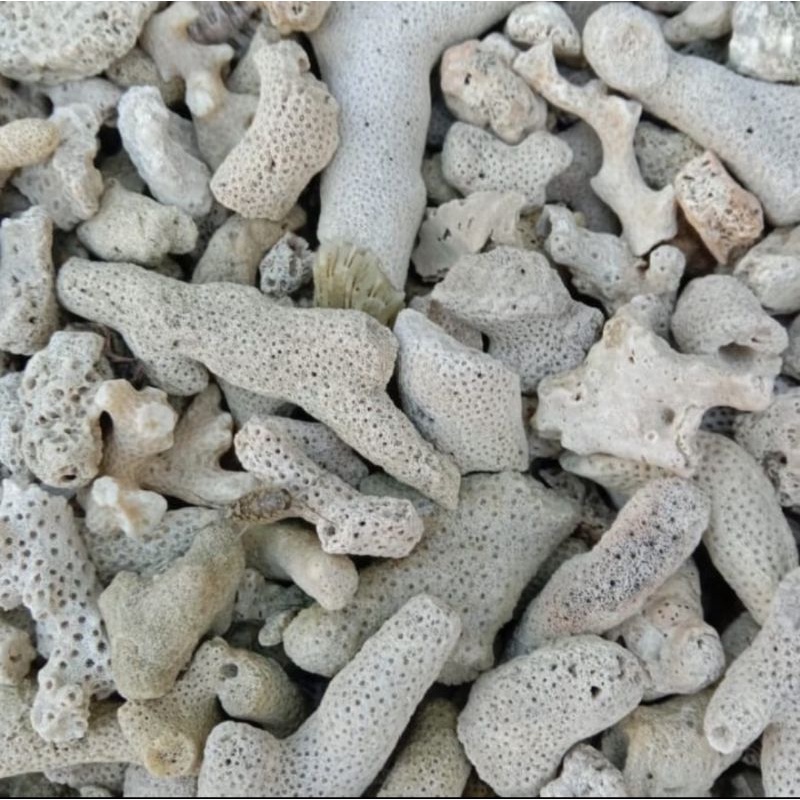 Jual BATU KARANG JAHE / KARANG LAUT MEDIA FILTER AQUARIUM AQUASCAPE