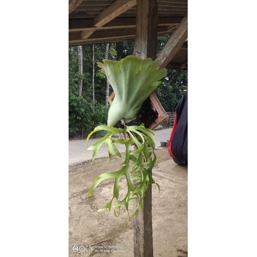 Jual platycerium ridleyi simbar tanduk rusa | Shopee Indonesia