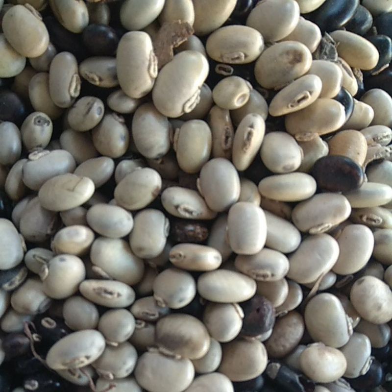 Jual Kacang Koro Benguk Mentah Kering Siap Olah 500gr Shopee Indonesia