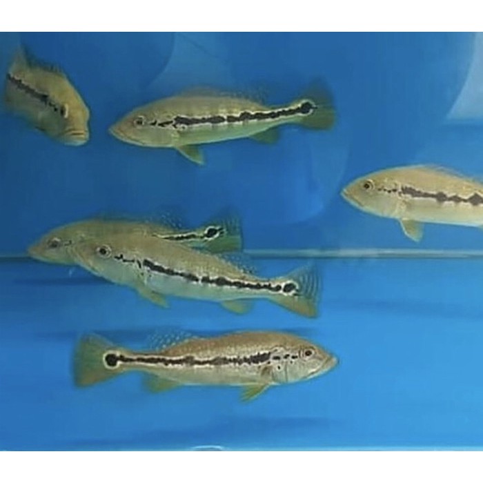 Jual Ikan Peacock Bass Intermedia In132 Shopee Indonesia