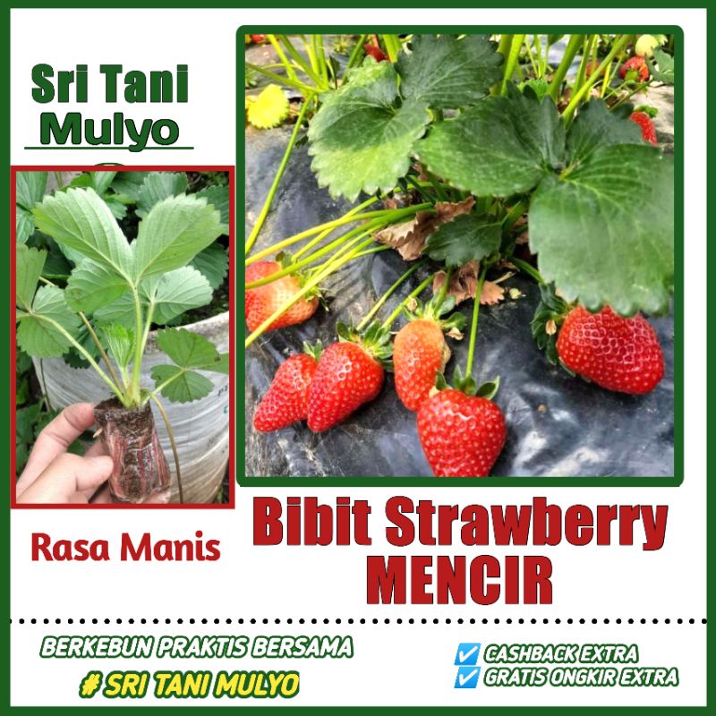 Jual Bibit Siap Tanam STRAWBERRY MENCIR BERKWALITAS - COCOK DI DATARAN ...