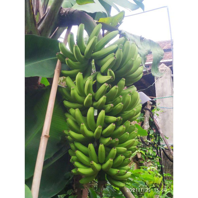 Jual Bibit Pisang Ambon Unggul Rasa Manis Banyak Disukai Shopee