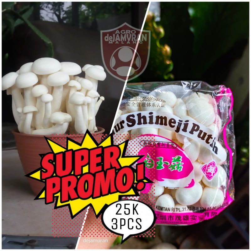 Jual Jamur Shimeji Putih Shopee Indonesia