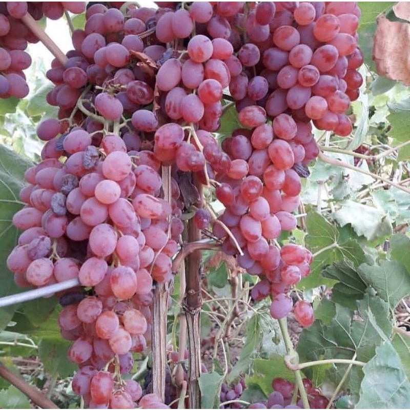 Jual bibit buah anggur isabel/anggur rambat lokal (beli 5 gratis 1 ...