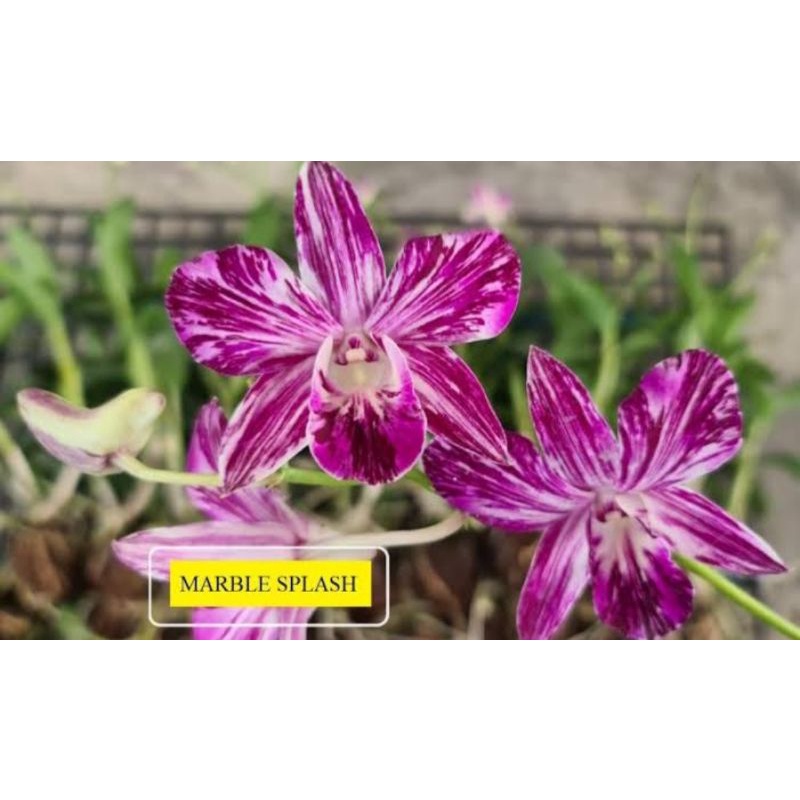 Jual Dendrobium Marble Splas | Shopee Indonesia