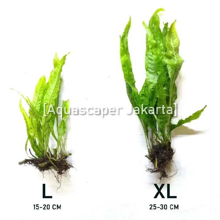 Jual Java Fern Narrow Leaf Microsorum Pteropus Big Size | Shopee Indonesia
