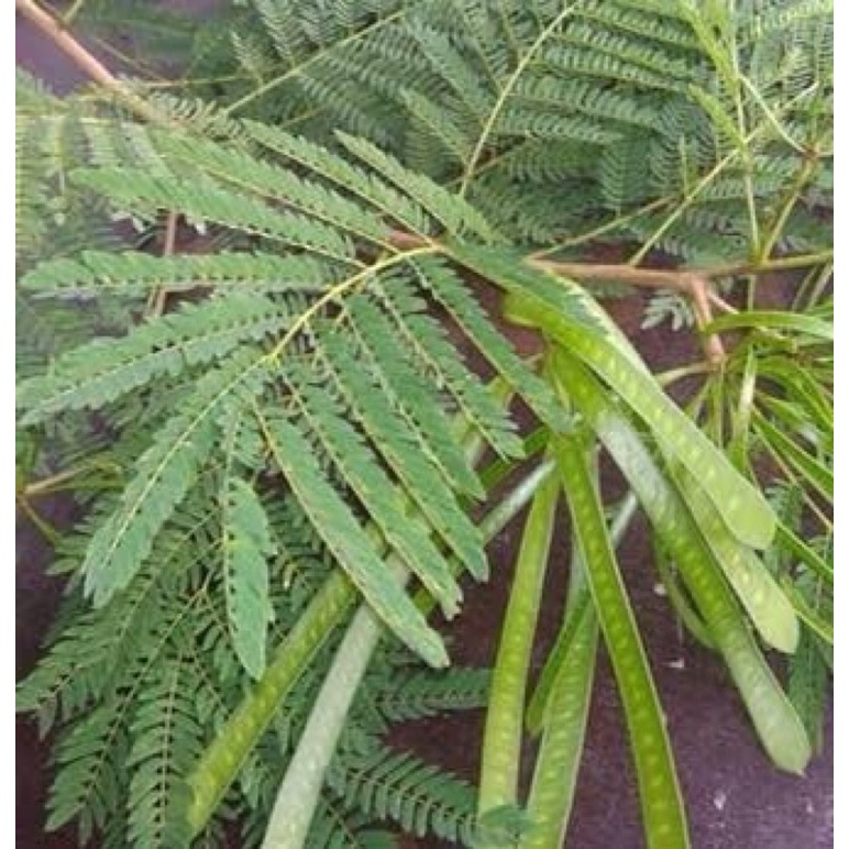 Jual daun petai cina segar atau daun lamt…