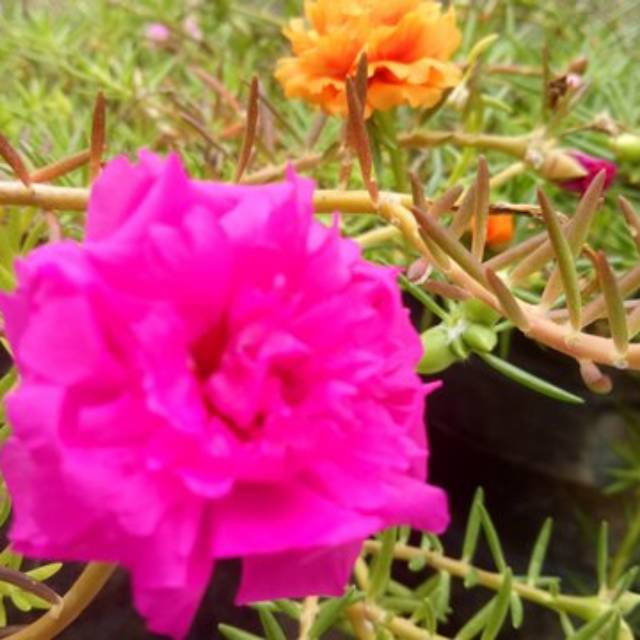 Jual Bunga krokot pink fanta | Shopee Indonesia