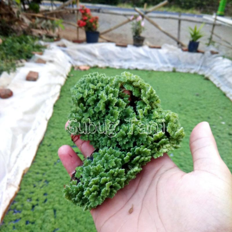 Jual Bibit Indukan Azolla Microphylla Azolla Pinata 1 Kg | Shopee Indonesia