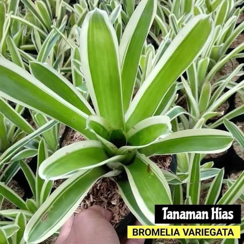 Jual Tanaman Hias Bromelia Variegatha Bromelia Hijau Putih Shopee