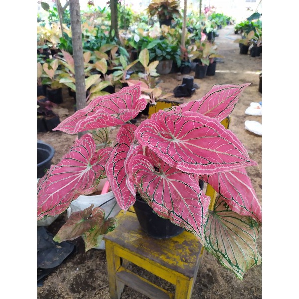 Jual Caladium Wayangkeladi Wayang Tanaman Hias Shopee Indonesia 0291