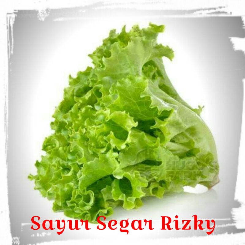 Jual Selada Terlengkap & Harga Terbaru Mei 2026 | Shopee Indonesia